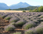 Zu allem Überfluss: die Provence