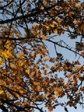Automne