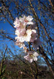 Printemps
