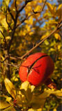 Automne