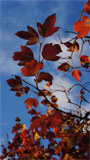 Automne
