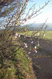 Printemps