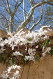 Printemps